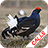 Bird Caller icon