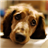 Dachshunds Live Wallpaper icon