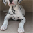 Dalmation Puppy Wallpaper! APK Download