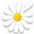 Daisy Fortune icon