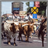 Cattle Drives Wallpaper App 1.0