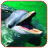 Dolphin Show Videos n Pics icon