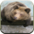 Bear Sounds for Kids icon
