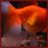 Descargar Fantail Goldfish Wallpaper App
