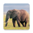 HD Wild Animals Images icon