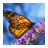 Butterfly Directory icon