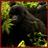 Descargar Gorillas Wallpaper App