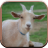Goat Sounds for Kids icon