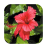 1028 Flowers Live Wallpapers icon