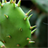 Cactus Puzzle icon