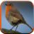 Bird Sounds for Kids icon