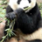 Baby Pandas Wallpaper! icon