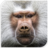Baboon sounds icon