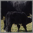 Angus Cattle Wallpaper App icon