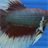 Fighting Fish Wallpaper! icon