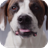 Cute Dog Video Wallpaper Free icon