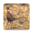 Don Pheasant Wallpapers icon