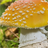 Amanita Mushrooms Wallpaper! icon