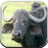 Buffalo Sounds for Kids icon