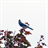 Blue Jays Wallpaper! icon