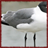 Gulls Wallpaper App icon