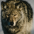Majestic Wolves Gallery icon