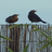 Birds on the Fence Live Wallpaper 1.2