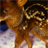 Baby Antelope Wallpaper! icon