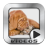 Funny Dogs Video Collection icon