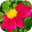 Amazing Flowers Wallpapers icon