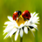 Ladybug Wallpapers HD icon