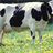 Holstein Cows Wallpaper! icon