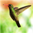 Hummingbirds Live Wallpaper 3.5.0.0