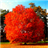 Autumn Leaves Live Wallpaper 3.5.0.0