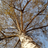 Birch Trees Wallpaper! version 1.0