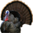 Laughing Turkey icon
