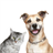 Dog cat animal cry laugh sing song funny sounds icon