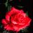 Floating Red Rose Live Wallpaper icon