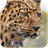 Cheetah Keypad Lock Screen icon