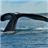 Majestic Whales Live Wallpaper icon