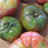 Heirloom Tomatoes Wallpaper! icon