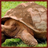 Galapagos Tortoise Wallpaper App icon