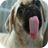 Screen Cleaner Dog icon