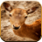 Deer Sounds for KIds icon