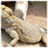 Bearded Dragons Wallpaper Images icon