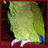 Amazon Parrots Wallpaper App APK Download