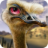 Ostrich Hunting icon
