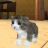 Kitten Cat Simulator 3D 1.6