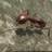 Ant Simulation 3D version 2.6.1