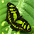 Descargar green butterfly wallpaper